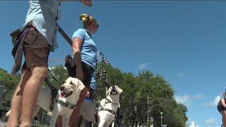Southeastern Guide Dogs put their pups' training to the test on St. Pete streets