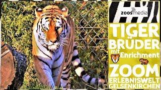 Tiger Brothers  in the ZOOM Adventure World in Gelsenkirchen  | zoos.media