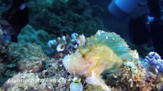 A Taste of Underwater Sulawesi - Lembeh