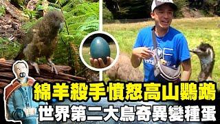 【紐西蘭】獵殺綿羊殺手憤怒高山鸚鵡 世界第二大鳥鴯鶓奇異變種蛋｜《世界第一等》423集精華版