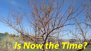 Best Time to Prune? + Q&A  | The Desert Farmer Podcast -  Episode 41