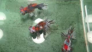 3x Calico Moor Goldfish (B2S17) Fishchick Aquatics Auctions