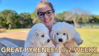 Great Pyrenees Puppies - 7 Weeks Old