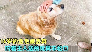 16歲金毛被丟棄在荒山上，全身冰涼，叼著主人送的玩具不鬆口！