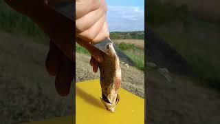 Плотва с икрой 900грн да кг #fishing #fish #рыбалка #рыба #икра #тарань #плотва