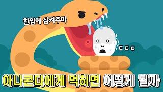 만약에 아나콘다에게 삼켜지면 어떻게 될까