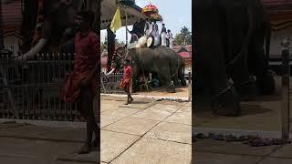 Temple festival #the real snaps #trending #youtubeshorts