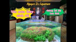 Cùng Nguyễn Du Aquarium Setup bể thủy sinh siêu to khổng lồ nhé 