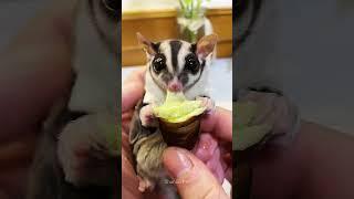 Cute Moment of Sugar Glider Eating Cheese Bug ️️ #shorts #sugarglider #sugarglidercare