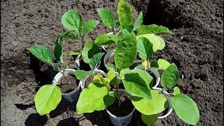 Planting eggplants in the open ground