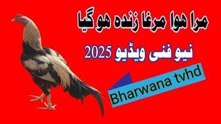 Mra hwa murgha zinda ho gia | New funny video 2025 | Bharwana tvhd