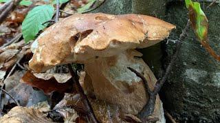 Boletus May: Leccinum aurantiacum, Maggio Funghi Porcini - Mycology foraging video in forest