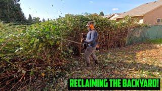 RECLAIMING This OVERGROWN Back YARD From BLACKBERRIES! #satisfying