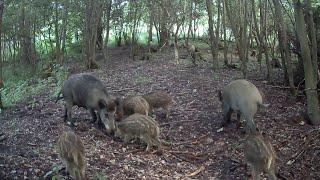 Wildschwein - Revier - Frischlinge   Wild Boar