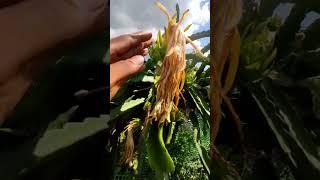 Araku dragon  Fruits #youtubeshorts #shortvideo #araku #ytshorts