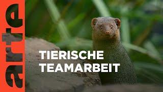 Teamwork | Die Sprache der Tiere | ARTE Family