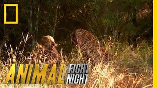 A Leopard Duel Means a Bloody Battle | Animal Fight Night