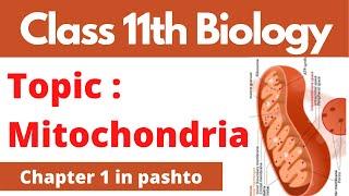 FSC Biology part 1, Mitochondria, Cha 1 in pashto | Home of biology