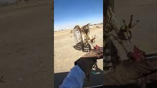 تدريب فرخ الباز على السيارة goshawk . BAAZ . arab falconry .baaz training