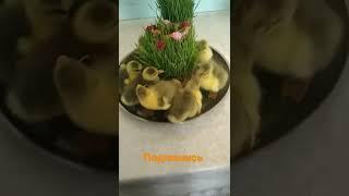 кто знает этих создания