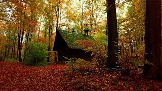 Spaziergang im Herbstwald bei leichtem Regen - Ambientsound & Schritte - zum Relaxen - ASMR - 4k