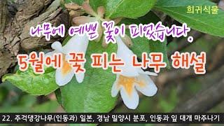 한국의 나무 - 5월 포천 국립수목원에 꽃 피는 나무 33종 해설