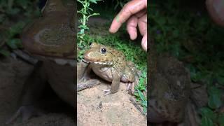 Fun Catch frogs | catch frog funny catching big froggy #shorts