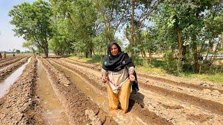 Village Women Daily Working Routine In Fields || Village life Pakistan 