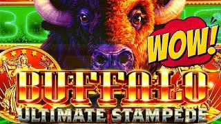 BIG WIN! IT CAN BONUS AT ANYTIME! BUFFALO ULTIMATE STAMPEDE  Slot Machine (ARISTOCRAT GAMING)