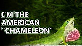 Green Anole facts: how do you say their name? | Animal Fact Files