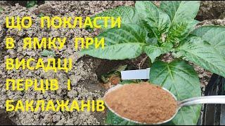 ВИСАДЖУЄМО  ПЕРЕЦЬ  ТА  БАКЛАЖАНИ  У  ВІДКРИТИЙ ГРУНТ. ЩО КЛАДЕМ У ЯМКУ
