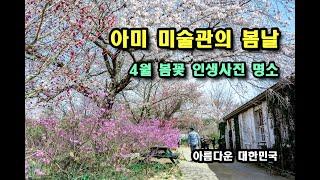 당진 아미 미술관 I 골정지 I 안국사지 I 봄꽃 인생사진 명소 I 개화상황 I 2022.04.10