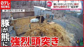 【強烈“頭突き”】クマがブタ襲撃も猛反撃に…  アメリカ