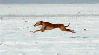 Kazakh Greyhound  |  Kazakh tazy catches a hare     |  Hunting in Kazakhstan