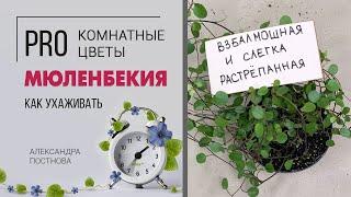 Кудряшка Сью | Мюленбекия - неприхотливое домашнее растение. Ампельное растение для восточного окна.