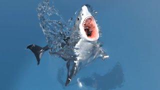 Animated Great White Shark 3D Model | @PROmax3D