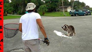 CATCHING the CRITTERS KILLING My PETS!