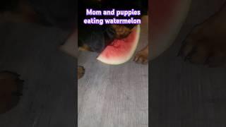 Trying watermelon for the first time #dogs #bestfriends #babyrottweiler #foryou