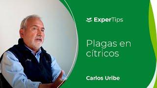 Expertips: Control de plagas en cítricos