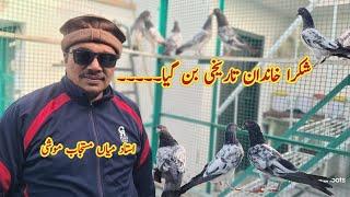 Shikra Breed kabootro main Wapsi  % | Ustad Mian Mustajab Moshi