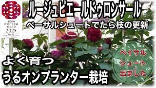 バラが夏も良く育つ底面給水プランター栽培　うるオンプランターでバラを育てています。小さな棒だけのバラが2年でこんなになりました。枝の更新をしました。