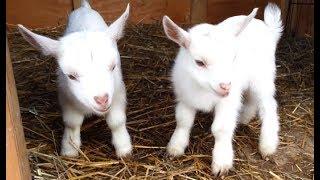 Cute Baby Goats - A Cutest And Funny  Goats Baby Videos Compilation|| NEW HD