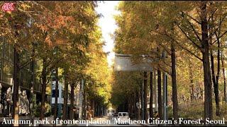 잘 차려입은 가을 '매헌시민의숲' 4KㅣASMRㅣNOISEㅣAutumn, park of contemplation 'Maeheon Citizen's Forest',Seoul