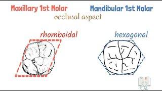 Differences between Maxillary & Mandibular 1st Molars