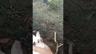 Rabbit baby, rabbits are going to bite