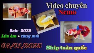 Betta 2025 Rẻ + Đẹp + Tặng mái Ngày 04/01/2025