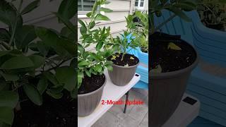 Improved Meyer Lemon: 2-Month Update #shorts @mirchiboyz #garden #gardening