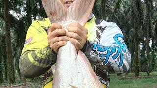 MINGGU MENBURU PATIN MONSTER SUNGAI #AYIEZUZU