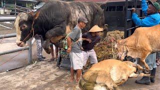 KUMPULAN SAPI LUCU NGAMUK TURUN DARI TRUK 2024 ‼️