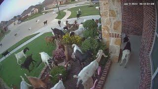 40 goats invade Texas neighborhood